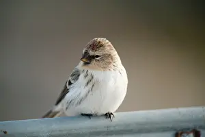 Fully: Hoary Redpoll
