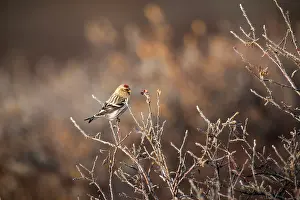 Kangerlussuaq: Hoary Redpoll
