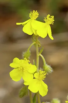 Hoary: Hoary rock-rose - in flower, on limestone bank