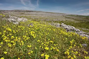 Trefoil: Hoary Rockrose and Bird's Foot Trefoil on limestone
