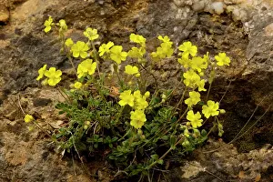 Hoary: Hoary Rockrose - in flower. Very rare in UK