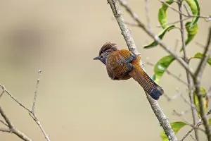 Oiseau: Hoary-throated barwing