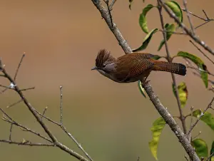 Oiseau: Hoary-throated barwing