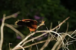 Hoatzin: Hoatzin