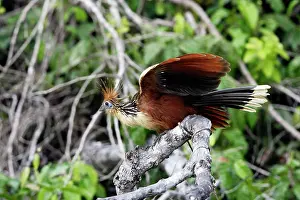 Hoatzin: Hoatzin