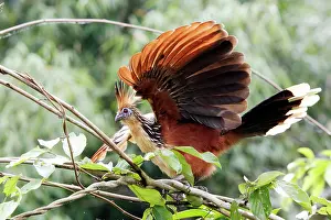 Hoatzin: Hoatzin