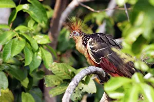 Hoatzin: Hoatzin