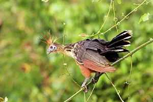 Hoatzin: Hoatzin