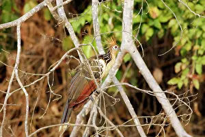 Hoatzin: Hoatzin