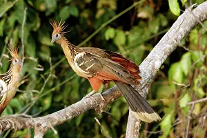 Hoatzin: Hoatzin