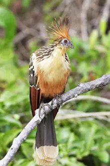 Hoatzin: Hoatzin