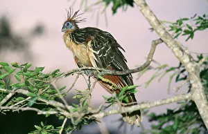 Hoatzin: Hoatzin