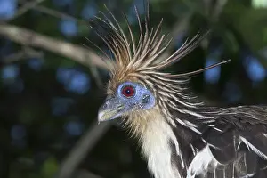 Hoatzin: Hoatzin