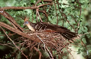 Hoatzin: HOATZIN - adult on nest