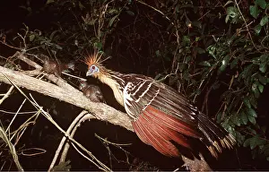 Hoatzin: HOATZIN - adult protecting chicks