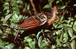 Hoatzin: HOATZIN - adult in tree