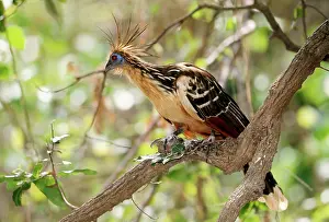 Hoatzin: HOATZIN BIRD - on branch, side view