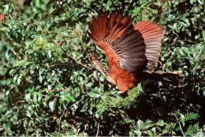Balancing: HOATZIN BIRD - wings open in tree