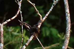 Hoatzin: Hoatzin Chick
