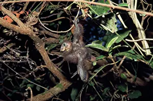 Visible: Hoatzin - chick hanging from branch, wing hook visible