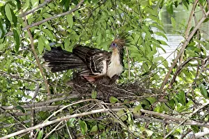 Primitive: Hoatzin with chicks