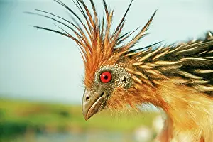 Hoatzin: HOATZIN - close-up of head showing red eye