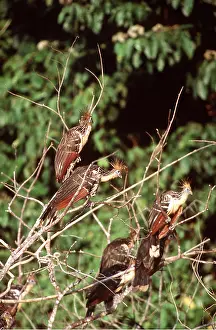 Roosting: HOATZIN - group in tree