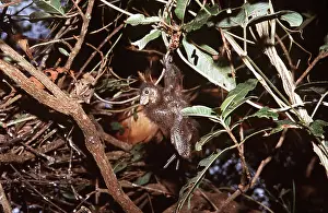 Claws: HOATZIN - hanging from branch by its foot claws