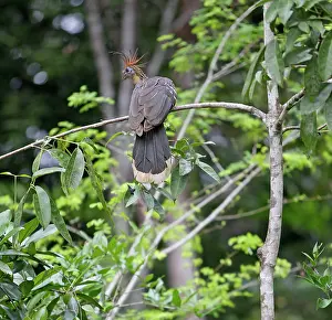 Hoatzin: Hoatzin / Hoactzin / Stinkbird / Canje Pheasant