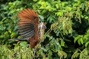 Hoatzin: Hoatzin, Los Llanos, Colombia