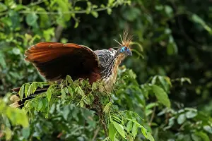 Hoatzin: Hoatzin, Los Llanos, Colombia