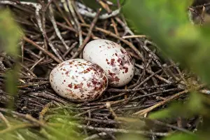 Hoatzin: Hoatzin, nest with eggs, Los Llanos, Colombia