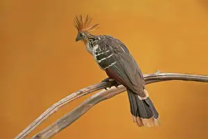 Company: Hoatzin (Opisthocomus hoazin) adult, perched on
