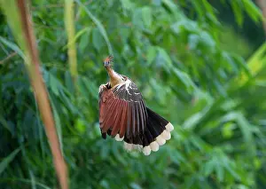 Tambopata: Hoatzin (Opisthocomus hoazin), Tambopata, Amazon