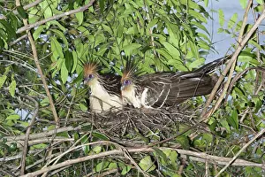 Hoatzin: Hoatzin pair on nest