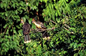Hoatzin: Hoatzin - in tree