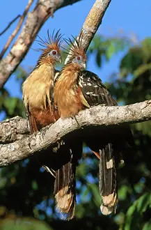Hoatzin: Hoatzins