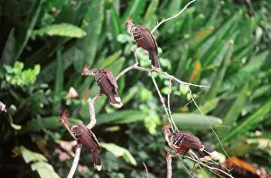 Juarez: Hoatzins perched on a low tree