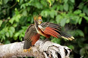 Hoatzin: Hoazin