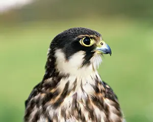 Zdenek Tunka: HOBBY - CLOSE UP OF HEAD