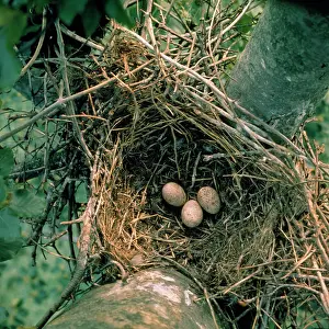 Anne Trap- Lind: Hobby - eggs in nest of crow