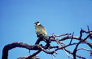 Hobby: HOBBY - juvenile, on branch
