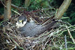 Guy Robbrecht: Hobby - at nest