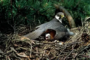 Guy Robbrecht: HOBBY- on nest with chick