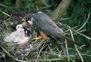 Guy Robbrecht: Hobby - at nest feeding young