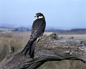 Zdenek Tunka: Hobby - sits on branch