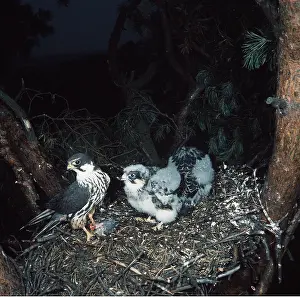 Wilhelm Moller: HOBBY - with young on nest