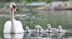 Heiligenhaus: Hockerschwan (Cygnus olor), Elterntier schwimmt