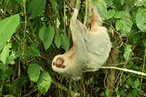 Preserves: Hoffmann's two-toed sloth (Choloepus hoffmanni)