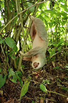 Preserves: Hoffmann's two-toed sloth (Choloepus hoffmanni)